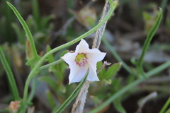 author not stated, no rights reserved Convolvulus sagittatus, photograph author not stated, no rights reserved