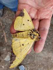 Eacles imperialis magnifica