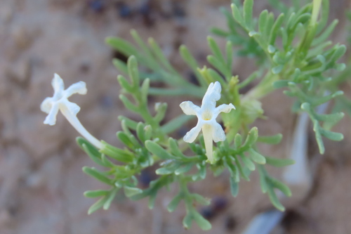 Dainty Trumpets (Chascanum pinnatifidum)
