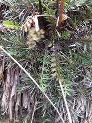 Anisotome flexuosa