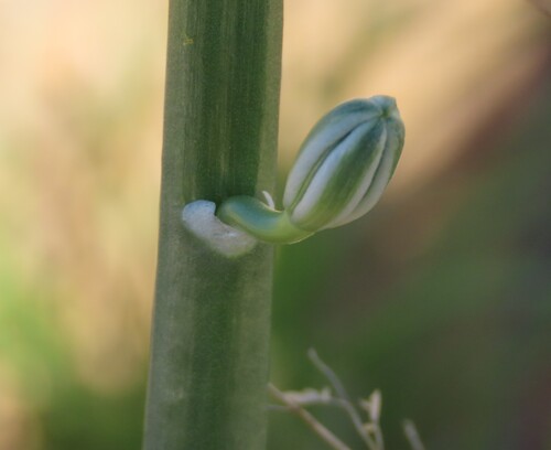Albuca seineri