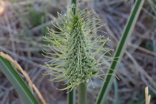 Albuca seineri