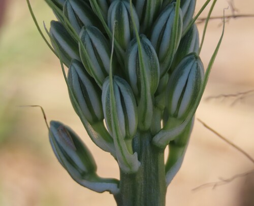Albuca seineri