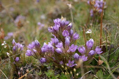 Gentianella ramosa