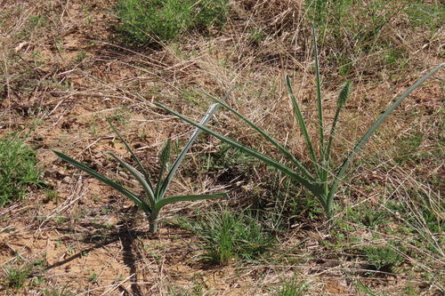 Albuca seineri