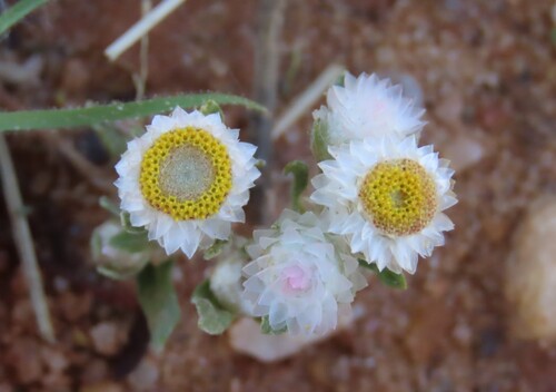 Wild Everlasting (Helichrysum argyrosphaerum)