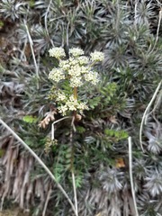 Anisotome flexuosa