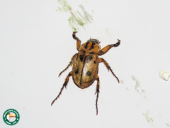 Cyclocephala amazona