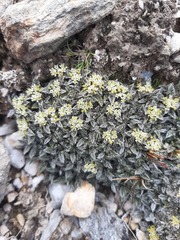 Anisotome imbricata imbricata