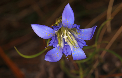 Gentiana autumnalis, photograph 5