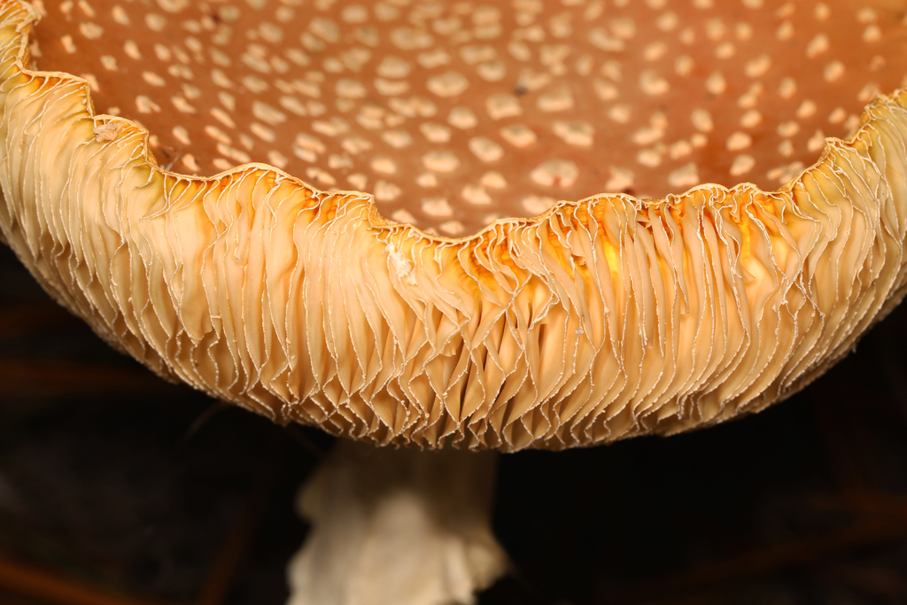 Amanita persicina · November 2025 · photo: © judygva (iNaturalist, cc-by-nc)
