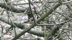 Carduelis carduelis