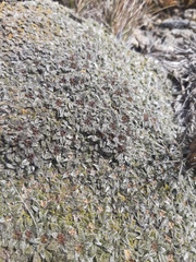 Anisotome imbricata imbricata