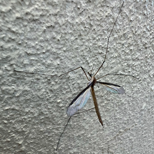 Unknown species found near Jefferson Hwy, New Orleans, LA, US