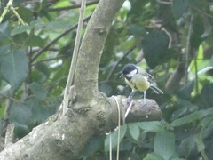 Parus major