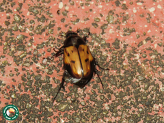 Cyclocephala marginalis