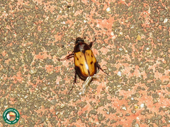 Cyclocephala marginalis