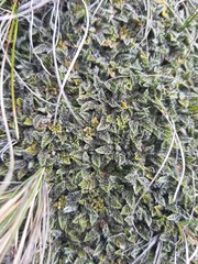 Anisotome imbricata imbricata