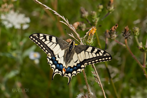 Lastin rep (Papilio machaon)