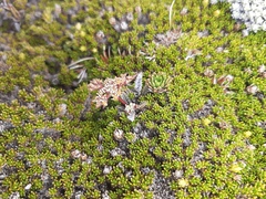 Anisotome lanuginosa