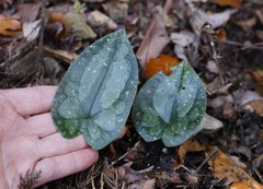 Asarum rigescens brachypodion