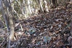 Asarum rigescens brachypodion