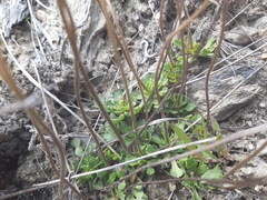 Brachyscome sinclairii