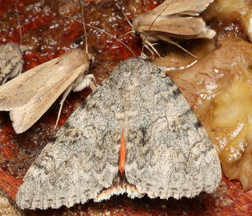 Joined Underwing Moth photo 6
