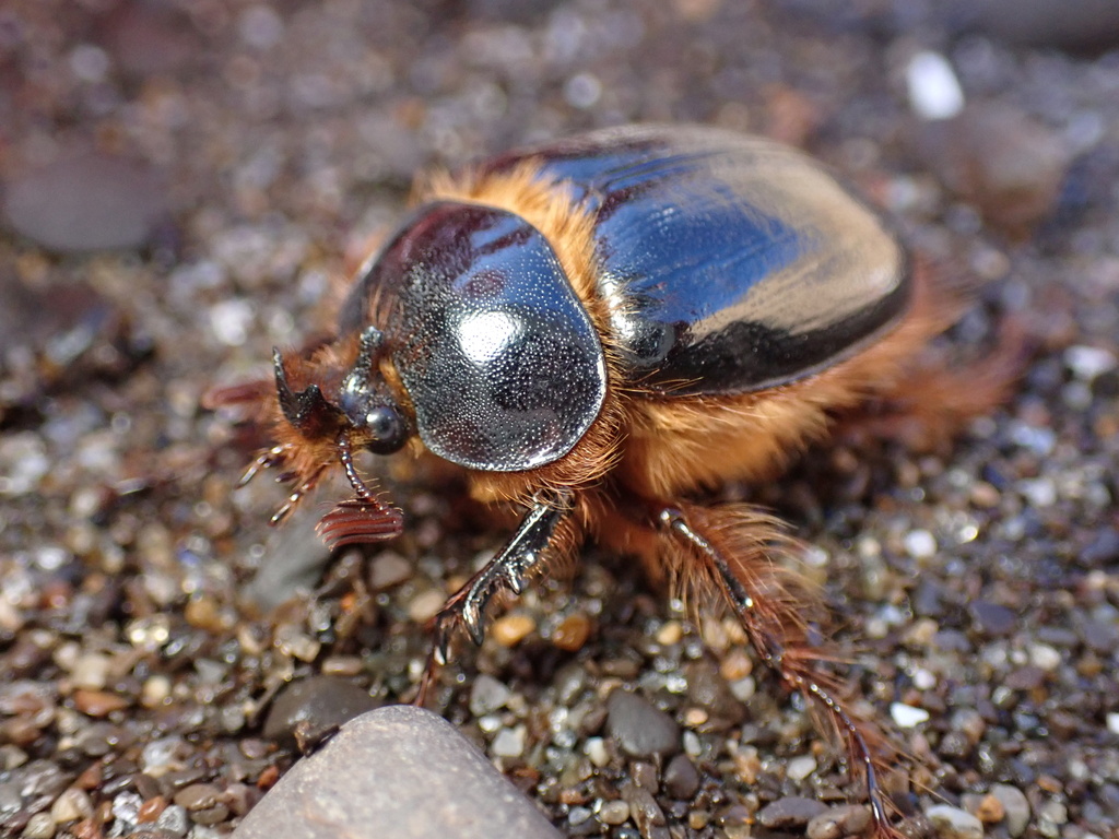 Pleocoma behrensi