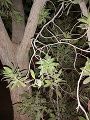 Conocarpus erectus