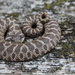 Plains Hognose Snake - Photo (c) Carla, some rights reserved (CC BY-NC)
