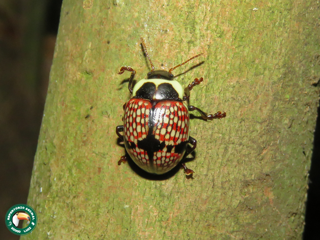 Deuterocampta undulata