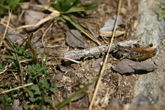 Gomphocerus sibiricus