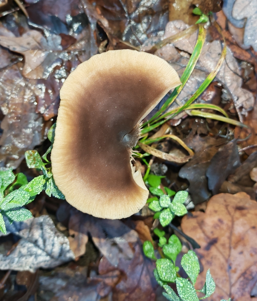 Pseudoclitocybe cyathiformis · November 2025 · photo: © p_andrey (iNaturalist, cc-by-nc)