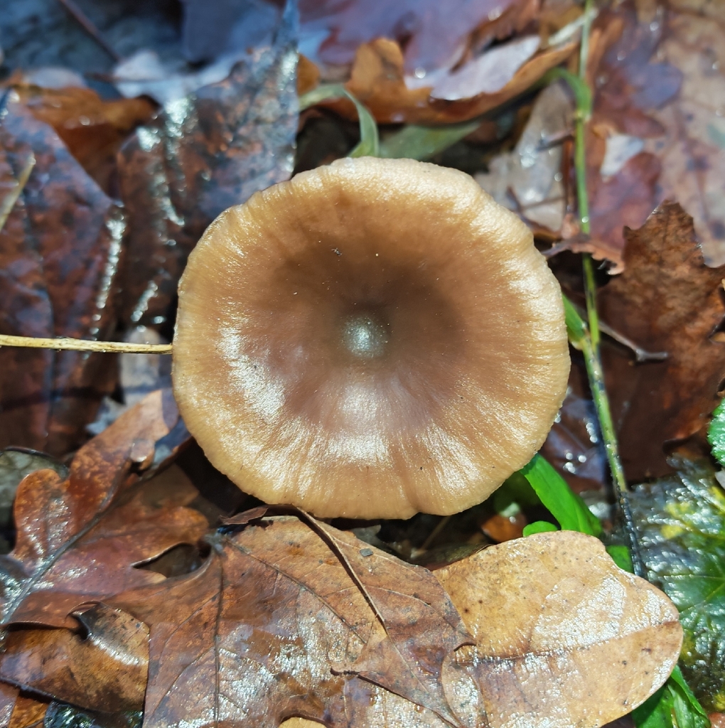 Pseudoclitocybe cyathiformis · November 2025 · photo: © p_andrey (iNaturalist, cc-by-nc)