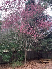 Prunus mume
