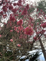 Prunus mume