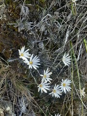 Celmisia laricifolia
