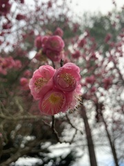 Prunus mume
