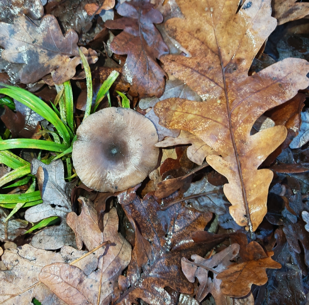 Pseudoclitocybe cyathiformis · November 2025 · photo: © p_andrey (iNaturalist, cc-by-nc)