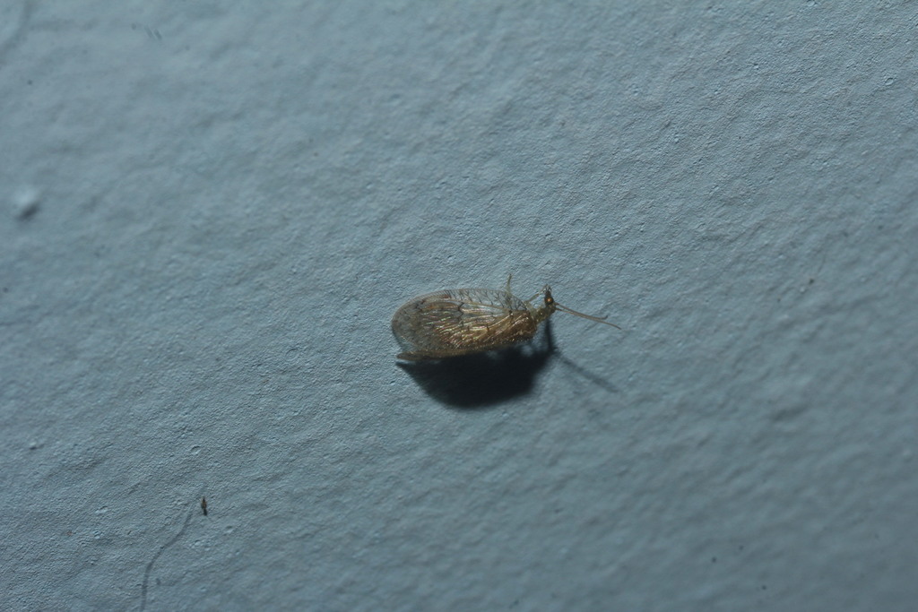 Notiobiella mexicana