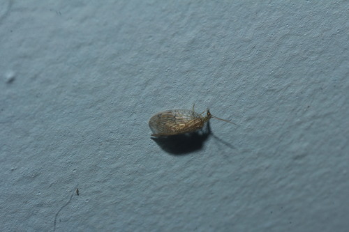 Notiobiella mexicana