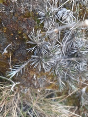 Celmisia laricifolia