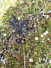 Coprosma atropurpurea