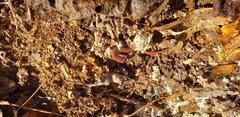 Plethodon websteri