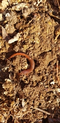 Plethodon websteri