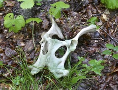 Cervus elaphus elaphus