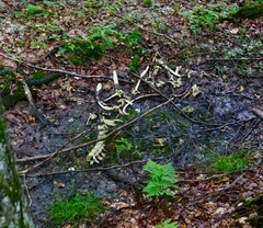 Cervus elaphus elaphus