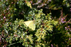 Colias palaeno