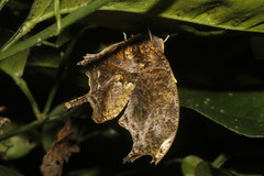 Consul fabius cecrops